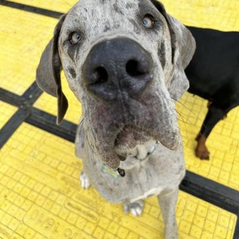 No More Kennels - Pet Sitting Near Me - Penketh, XMS