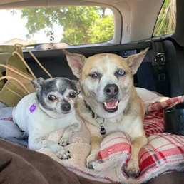 Miley and Trixie