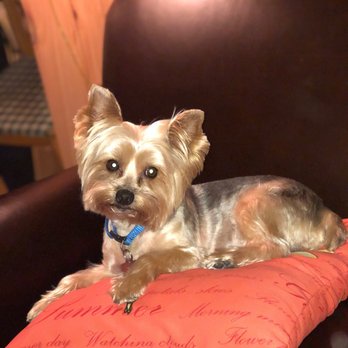 PetSmart - Pet Training Near Me - Nashua, New Hampshire PetSmart - Pet Training Near Me - Nashua, New Hampshire