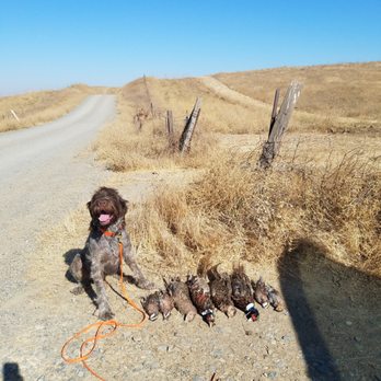 Quail Point Hunt Club - Gun/Rifle Ranges Near Me - Zamora, California