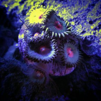 Reeftop Aquariums - Miami Vice zoanthid frag - Aquarium Services Near Me - Miami, Florida