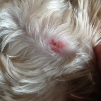 Pet Paradise - this is the cut our dog came home with after getting a groom at Pet Paradise which, btw was not a complete groom, for $80! - Pet Stores Near Me - New York, New York Pet Paradise - this is the cut our dog came home with after getting a groom at Pet Paradise which, btw was not a complete groom, for $80! - Pet Stores Near Me - New York, New York