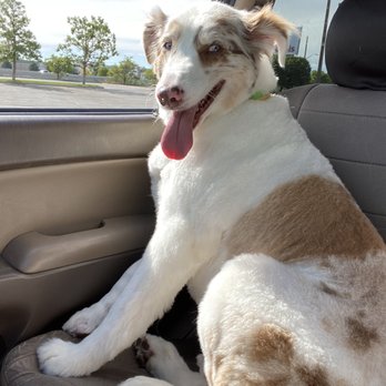 PetSmart - Pet Training Near Me - Salt Lake City, Utah