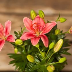 American Nursery - Pink Lily Asiatic 6 Inch Pot