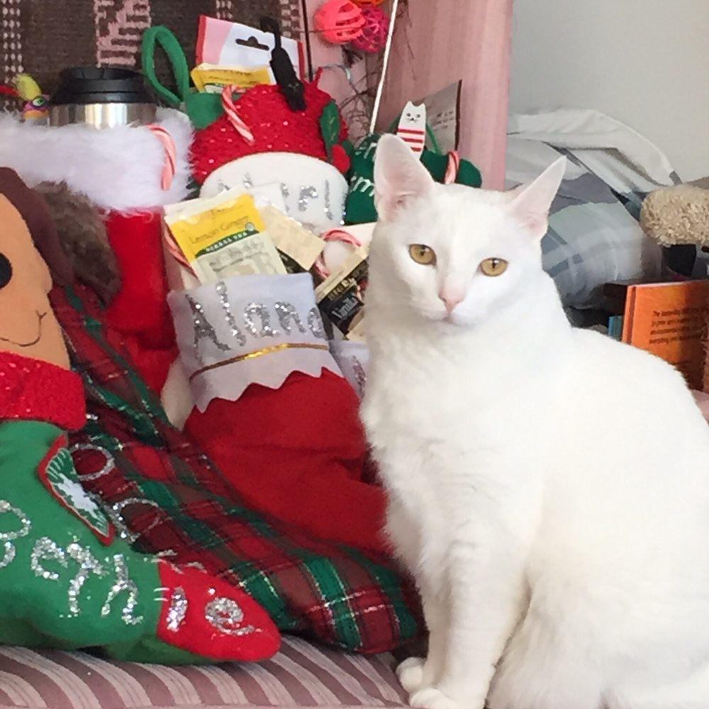 Nob Hill Cat Clinic - Salt s Xmas 2018 - Veterinarians Near Me - San Francisco, California Nob Hill Cat Clinic - Salt s Xmas 2018 - Veterinarians Near Me - San Francisco, California