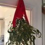 Photo of KissMe Mistletoe