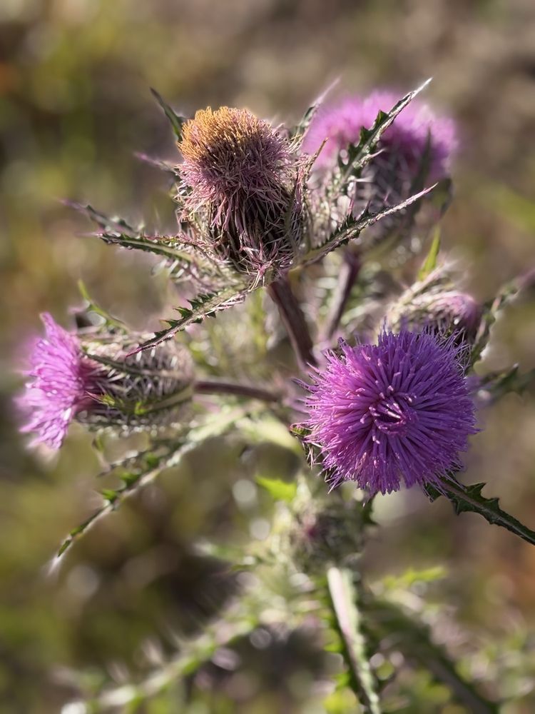 Bald Point State Park Image