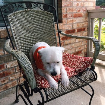 Sparkling Pets - My heart is so happy!!! - Pet Groomers Near Me - Richmond, Texas