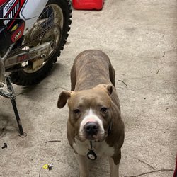 Difficult repairs like engine replacement require use of our garage and a mechanic helper. 

Meet Tyson - our friendly mechanics helper.