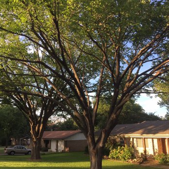 Mercer Tree Service - Tree Services Near Me - Fort Worth, Texas Mercer Tree Service - Tree Services Near Me - Fort Worth, Texas