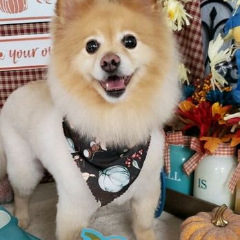 Michael Suda DVM - Cinammon Hollween picture and her xmas picture - Veterinarians Near Me - Fresno, California Michael Suda DVM - Cinammon Hollween picture and her xmas picture - Veterinarians Near Me - Fresno, California