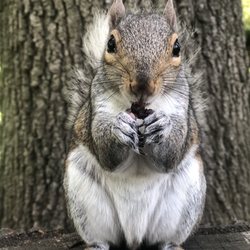 Griffin Park - Whitey The Friendly Squirrel