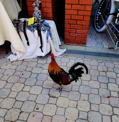 Ybor City Saturday Market by null