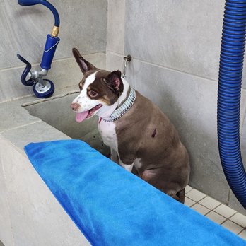 Dog Wash - Yoshii - Pet Groomers Near Me - Arlington, Texas Dog Wash - Yoshii - Pet Groomers Near Me - Arlington, Texas
