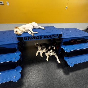 Dawgs House - Pet Sitting Near Me - Las Vegas, Nevada Dawgs House - Pet Sitting Near Me - Las Vegas, Nevada