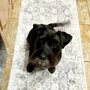 Pretty Paws Pet Spa