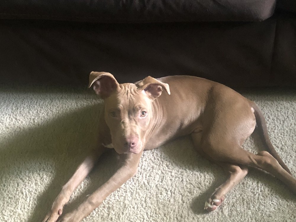 ACADEMY VETERINARY HOSPITAL Updated May 2024 1000 N Miami Blvd