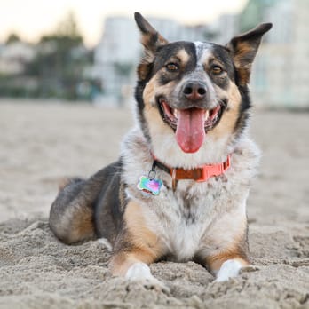 C'est Biscuit Pet Photography - Tazzie at the beach - Pet Photography Near Me C'est Biscuit Pet Photography - Tazzie at the beach - Pet Photography Near Me