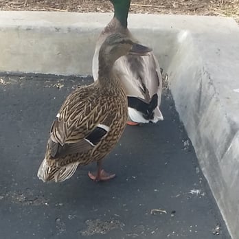 Ralphs - Boy & girl duck walked to our car in parking lot - Grocery Near Me - Carlsbad, California Ralphs - Boy & girl duck walked to our car in parking lot - Grocery Near Me - Carlsbad, California