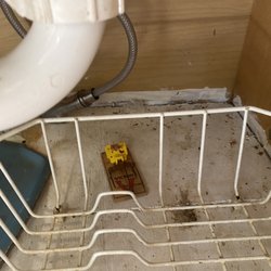 Pioneer On Long Lake - Mouse trap under sink.