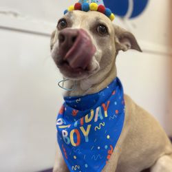 Paws & Play Pet Resort and Training Center