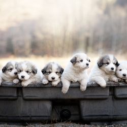 Nosey Neighbors Pet Photography