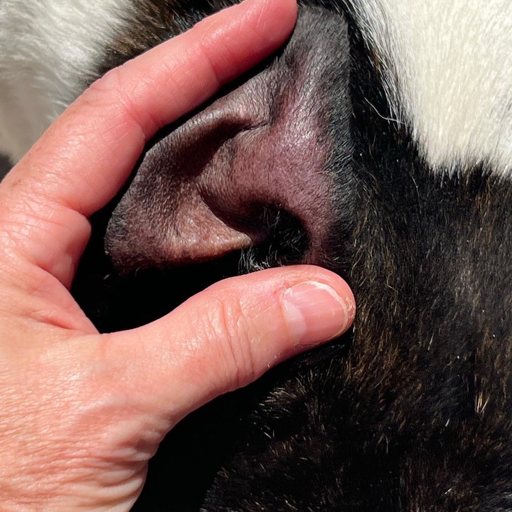 Pets Vet - Hematoma in the ear. - Veterinarians Near Me - Hemet, California Pets Vet - Hematoma in the ear. - Veterinarians Near Me - Hemet, California