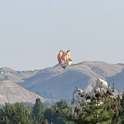 Spirit of Boise Balloon Classic - Tiger hot air balloon
