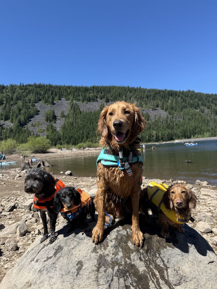 Better You Dog Training - pet boarding facility in Portland, OR