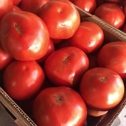 Mendoza’s Market - Tomatoes