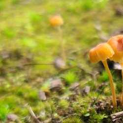 Birdsong Pleasure Garden - Orange navel mushrooms, sooo tiny.