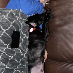 Idaho Humane Society