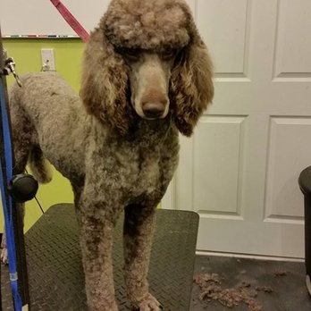 Waggly Ever After - Pet Groomers Near Me - Saint Clair, Missouri