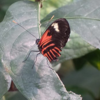 Peggy Notebaert Nature Museum - Museums Near Me - Chicago, Illinois Peggy Notebaert Nature Museum - Museums Near Me - Chicago, Illinois