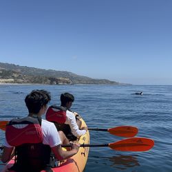 Palos Verdes Ocean Sports - Dolphin sighting on kayak tour