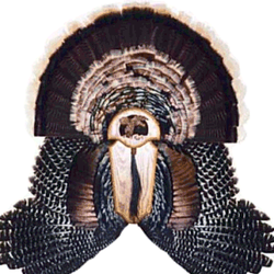 Walnut Creek Awards & Promotions - Walnut Creek Hardwood, Inc. - Turkey tail and wing mount.
