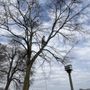 Photo of Wicked Willow Tree Service
