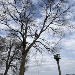 Wicked Willow Tree Service