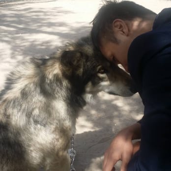 Wolf Mountain Sanctuary - For my birthday, went to Wolf Mountain Sanctuary, so blessed with the whole experience with the wolves and the kindness of this family. - Animal Shelters Near Me - Lucerne Valley, California Wolf Mountain Sanctuary - For my birthday, went to Wolf Mountain Sanctuary, so blessed with the whole experience with the wolves and the kindness of this family. - Animal Shelters Near Me - Lucerne Valley, California