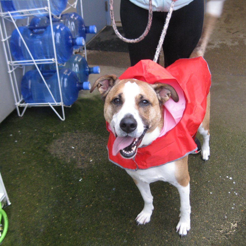 Happy pup ready for a walk in in the rain! Happy pup ready for a walk in in the rain!