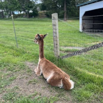 The Farm at Krystal Acres - IG: @ohmyono - Attraction Farms Near Me - Friday Harbor, Washington The Farm at Krystal Acres - IG: @ohmyono - Attraction Farms Near Me - Friday Harbor, Washington
