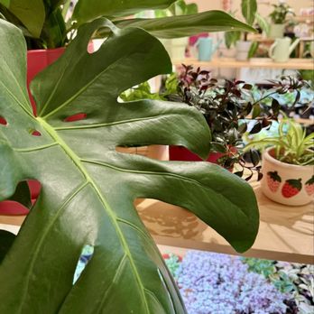 Viridian Plant - Monstera plants for sale - Nurseries & Gardening Near Me - Palmer, Alaska Viridian Plant - Monstera plants for sale - Nurseries & Gardening Near Me - Palmer, Alaska