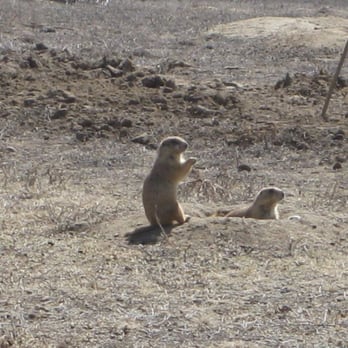 Bass Pro Shops - Adorable Prairie Dogs Outside Bass Pro - Hunting & Fishing Supplies Near Me - Denver, Colorado