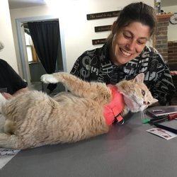 Four Paws Pet Grooming - My cat is in love with Kate