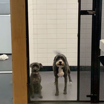 Barkin' Creek - Lamar - Waiting for mommy to pick them up! - Pet Groomers Near Me - Austin, Texas