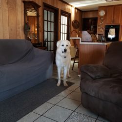 Langston Veterinary Clinic