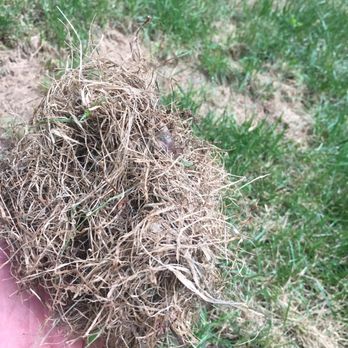 TruGreen Lawn Care - Tree Services Near Me - Suwanee, Georgia