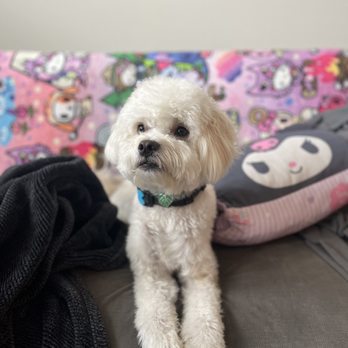 Healthy Spot - Long Beach - Pet Sitting Near Me - Long Beach, California Healthy Spot - Long Beach - Pet Sitting Near Me - Long Beach, California