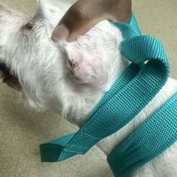 PetSmart - Behind her ear - Pet Stores Near Me - Pembroke Pines, Florida