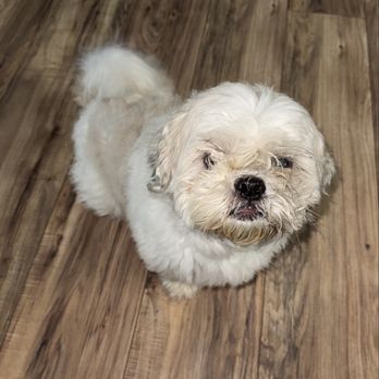 Mobile Dallas Pet Grooming - Pet Groomers Near Me Mobile Dallas Pet Grooming - Pet Groomers Near Me